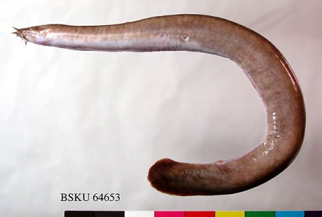 Hagfish