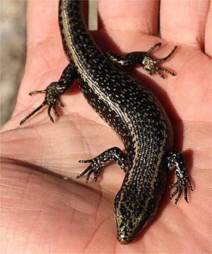 New Zealand Skink