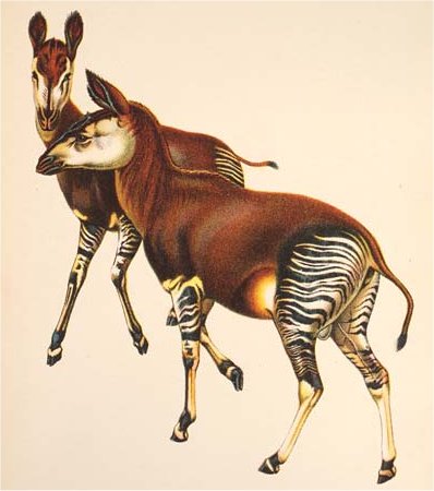 First Okapis