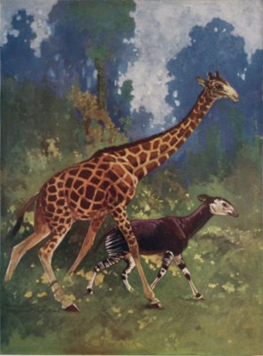 giraffe okapi