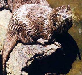 River Otter