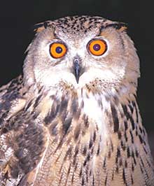 owl