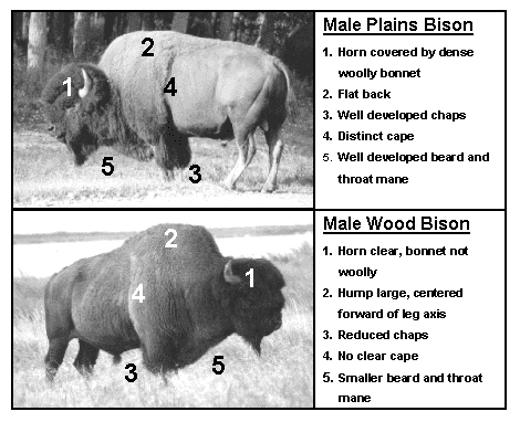 wood/plains