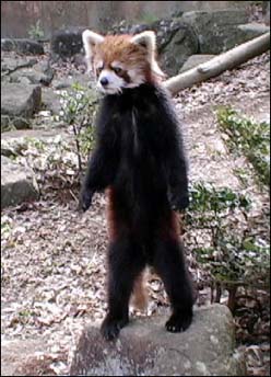 Standing Panda