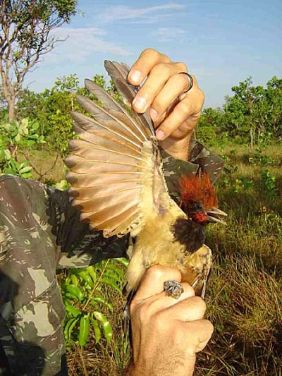 Caatinga Woodpecker