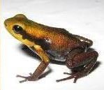 yellowish frog