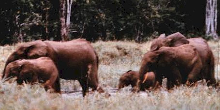 pygmyelephants1.jpg
