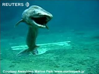 Japanese frilled shark