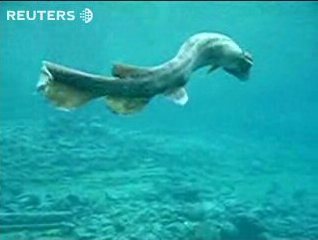 Japanese frilled shark