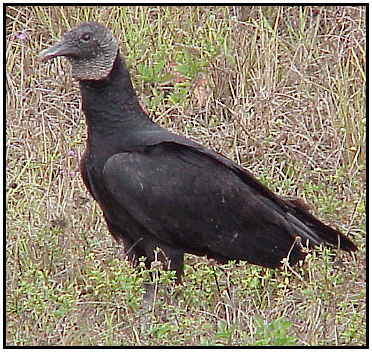 rdscheer-black-vulture.jpg