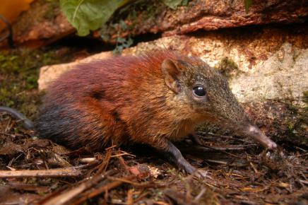 elephant-shrew1