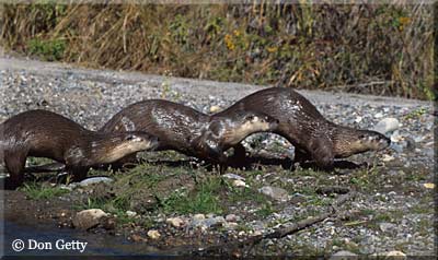 Don Getty River Otters Photo