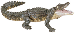 gator