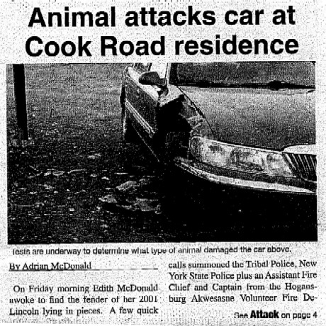Mystery Animal Attack