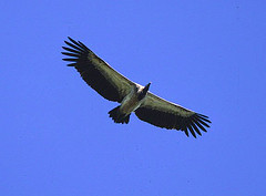 slender-billed vulture