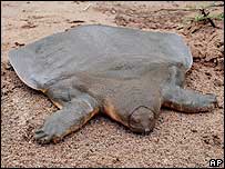 Cantor's giant soft-shell turtle