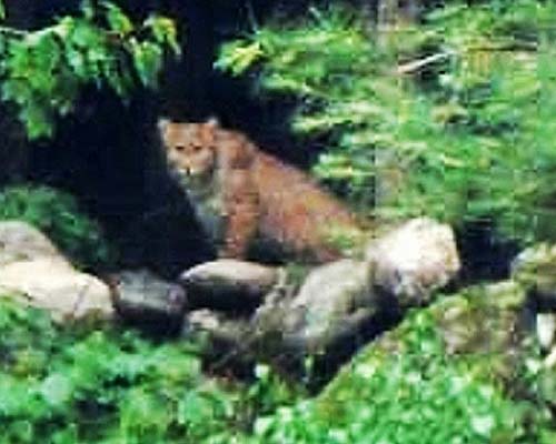 Maine Mystery Cat