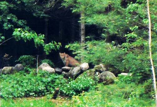 Maine Mystery Cat