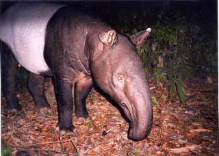 tapir-4x.jpg