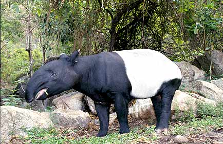 tapir_web.jpg