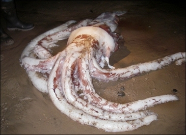 Aussie Giant Squid