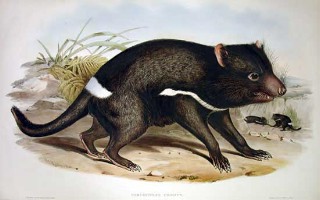 tassie-devil