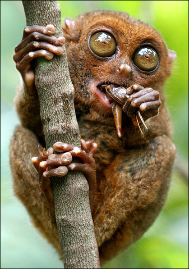 tarsier primate