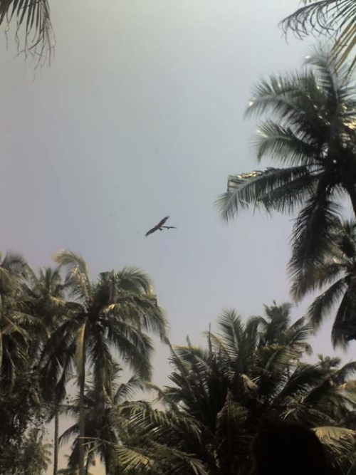 Kerala Thunderbird