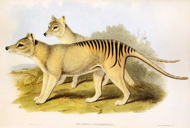 thylacine