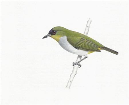 white-eye