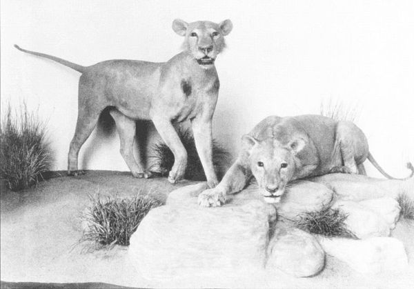 Tsavo Maneaters