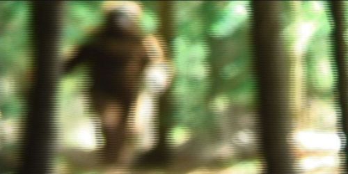 New Hampshire Bigfoot Video Footage