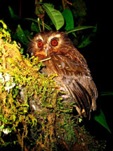 long-whiskered owlet