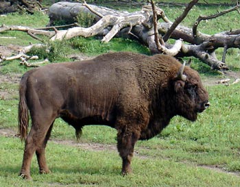 wisent