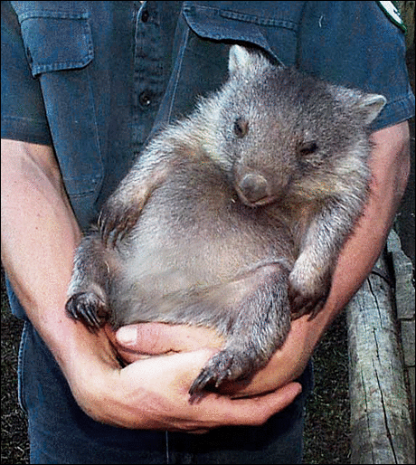 wombat1