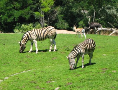 zebras