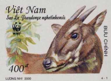 Saola