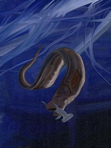 Giant-eel-Thomas-Finley