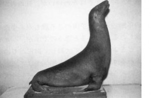 Cryptomundo » Japanese Sea Lion