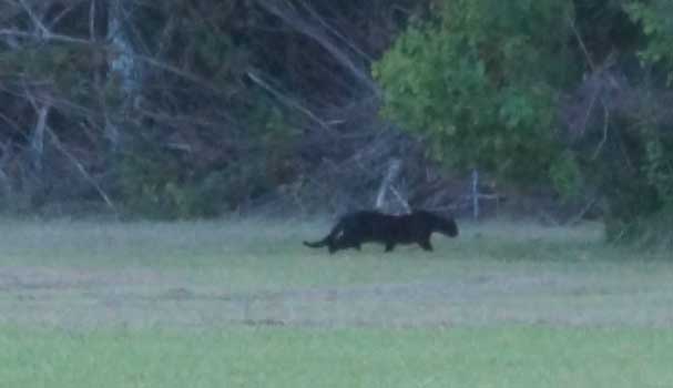 Cryptomundo » Black Panther Seen in Louisiana